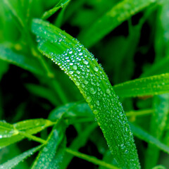 Wonderful play of colours with small drops of water in the sun. Close-up taken in the sunshine in the meadow.