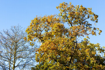 Autumn colours in the Royal Forest of Dean - Nature in autumn - An oak tree at Cannop Ponds, Gloucestershire, England UK
