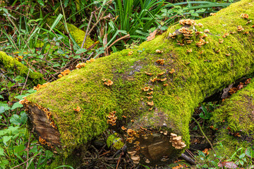 Autumn colours in the Royal Forest of Dean - Nature in autumn - Bracket fungus on a mossy log in woodland near Parkend, Gloucestershire, England UK