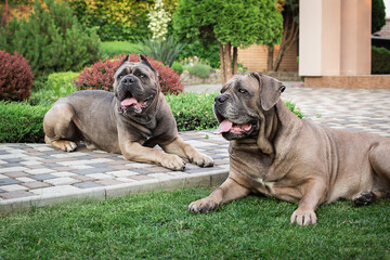 Cane Corso portrait. Two Cane Corso lie on the lawn. on open air. Large dog breeds. Italian dog Cane Corso. The courageous look of a dog. Cropped ears. formentino color.