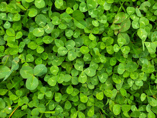 The background is made of green clover. A natural floral texture containing a pattern of green leaves on a flower bed. The concept of good luck, St. Patrick's Day