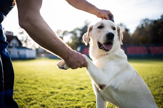 Time to study.Man training his dog.The trainer teaches the dog basic exercises.