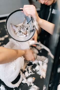 Vertical portrait of adorable domestic cat having shaving procedure in animal salon, looking at camera. Professional female groomer cutting fur of cute pet in protective veterinary collar around neck.