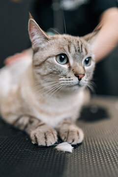 Vertical portrait of cute fluffy cat with big eyes during grooming in salon for care and hygiene treatment, looking away. Professional groomer master cuts and shaves pet using electric shaving machine