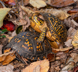 Eastern Box Turtles mating