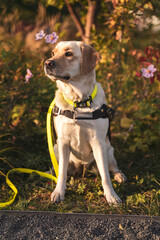 A guide dog golden labrador sits on the lawn in central park and looks at its blind owner
