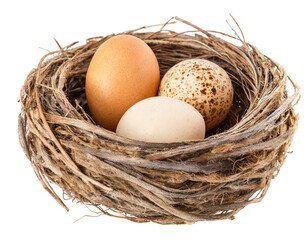Bird's nest with eggs isolated on white background, cutout 