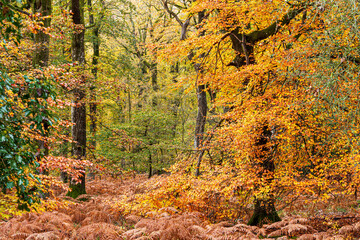 Autumn colours in the Royal Forest of Dean - Nature in autumn - Mixed beech & oak woodland near Parkend, Gloucestershire, England UK