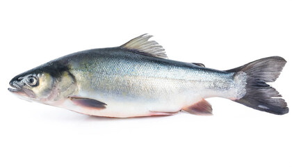 Char fish isolated on white background, cutout