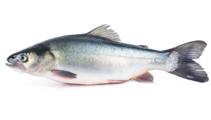 Obraz premium Char fish isolated on white background, cutout