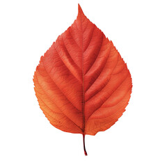 Alder leaf clipart isolated on transparent background PNG