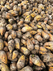 Closeup of sugar beet piled up