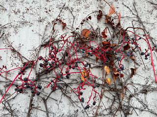 Closeup of vine grapes in autumn with grey background