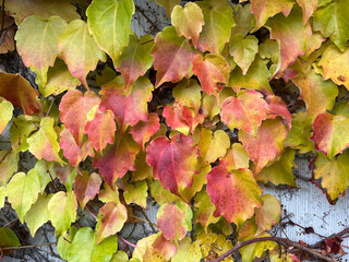 Naklejka na ściany i meble Closeup of colorful vine leaves in autumn