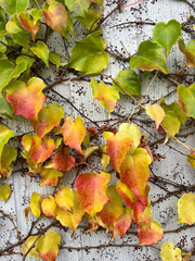 Closeup of colorful vine leaves in autumn