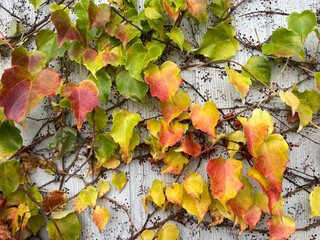 Closeup of colorful vine leaves in autumn