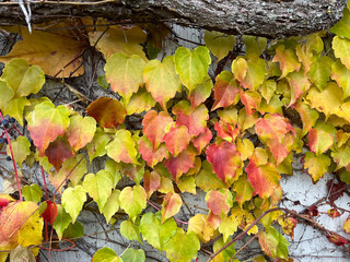 Closeup of colorful vine leaves in autumn