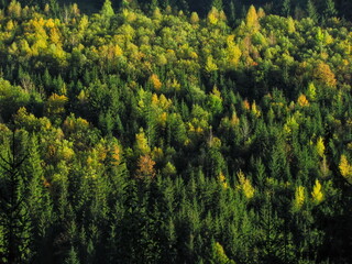 Beautiful treetops from a bird's eye view in autumn