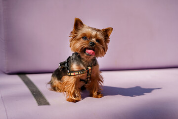 Cute Yorkshire terrier on a purple sofa outside