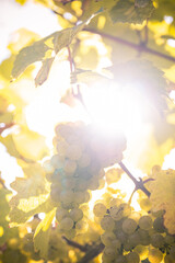Weintrauben im Sonnenlicht mit Blättern