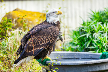 Beautiful golden eagle, Aquila chrysaetos, close-up. Animal protection concept