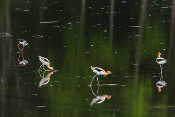 Several American Avocent migrating shore birds are wading in shallow tidal pools foraging for food...