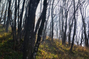 Obraz premium morning in the forest