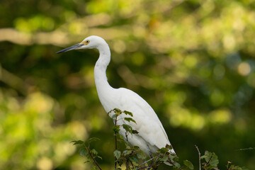 graceful great white egret species of shore bird perched on a bush near a stream waiting for an easy meal of fish or crayfish that may swim through the opening of a culvert