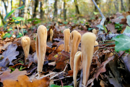 Clavariadelphus pistillaris (Giant Club fungus) growing through leaf litter on the forest floor
