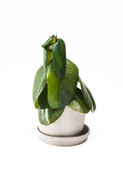 Small ficus houseplant in a white pot, sick and drooping from cold damage, against a white background