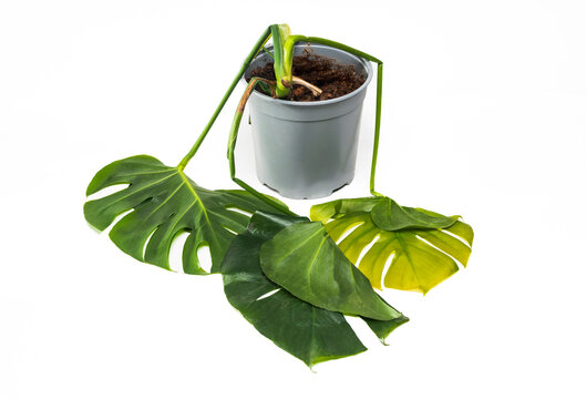 Drooping split-leaf philodendron house plant after being damaged by the cold