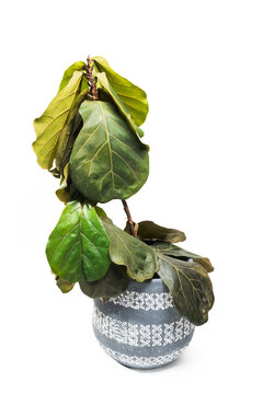 Drooping fiddle-leaf fig houseplant in a white pot, sick and cold-damaged, against a white background