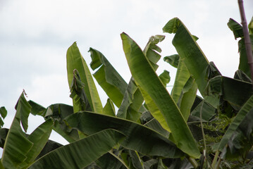 tops of banana plant leaves grown and farmed commercially as monoculture in tropical nations for...