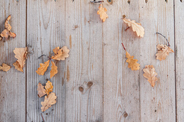 Wooden table background with autumn oak leaves