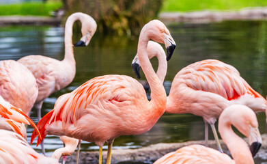 Naklejka premium Chilean flamingo, Phoenicopterus chilensis, with a beautiful pink background. Beautiful pink waterfowl with yellow eyes in the morning. Wildlife scene. Animal protection concept
