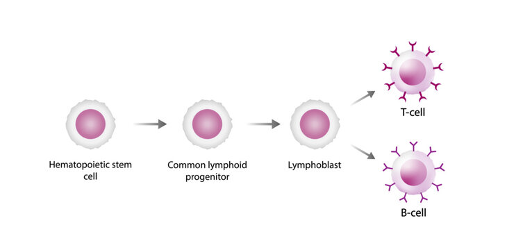 Lymphopoiesis. hematopoietic stem cell, common lymphoid progenitor, lymphoblast, T- lymphocyte and B-lymphocyte. The development of lymphocyte. Vector illustration.