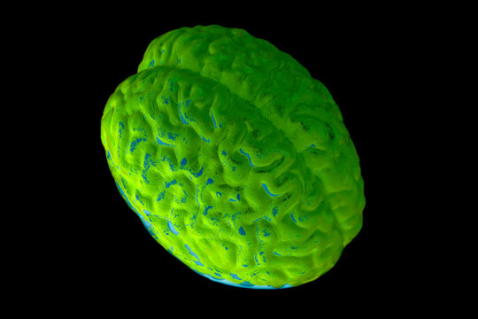 Human brain anatomical model on black background