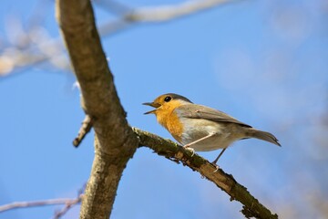 European robin
