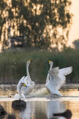 łabędź krzykliwy © Huerto