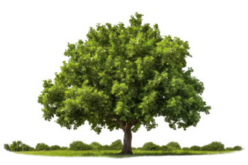 Isolated tree on transparent background. Isolated.