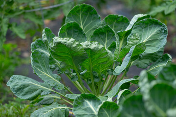 Leaves of a Brussel Sprouts (Brassica oleracea var. gemmifera) plant growing in a garden.