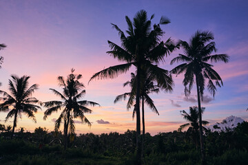 Fototapeta na wymiar palm trees at sunset in nusa penida
