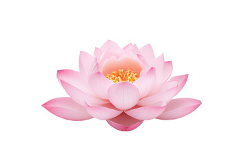 Beautiful pink lotus flower on transparent background. Isolated.