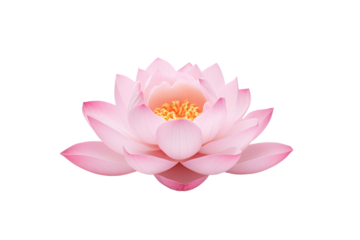 Beautiful pink lotus flower on transparent background. Isolated.