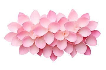 Fototapeta premium Beautiful pink lotus flower on transparent background. Isolated.