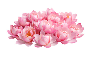 Beautiful pink lotus flower on transparent background. Isolated.