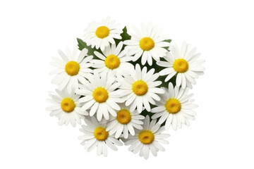 Obraz premium chamomile. Bird's eye view on transparent background. Isolated.