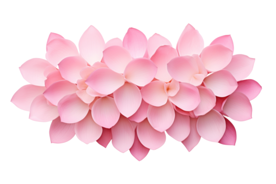 Beautiful pink lotus flower on transparent background. Isolated.