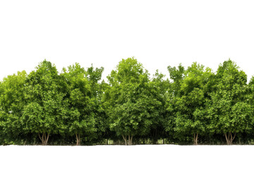 green tree forest and leaves in summer Rows of trees and shrubs On a transparent background. Isolated. - obrazy, fototapety, plakaty