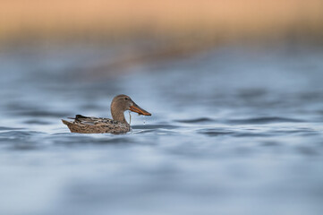 kaczka płaskonos © Huerto